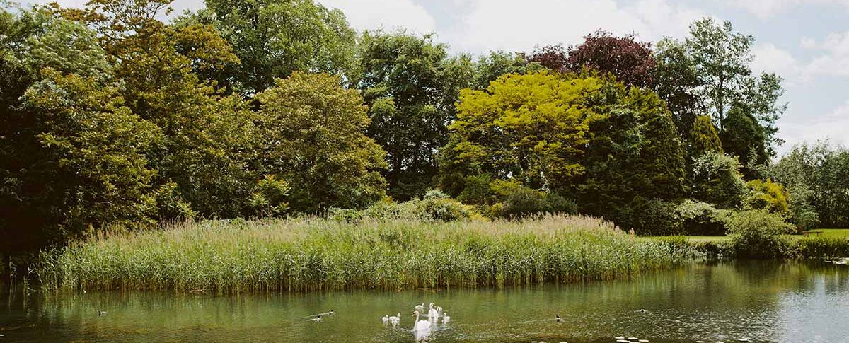 Brympton House lake with swans